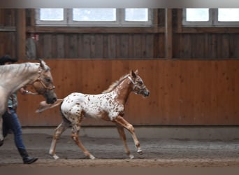 Appaloosa, Stute, Fohlen (04/2026), 154 cm, Dunkelfuchs