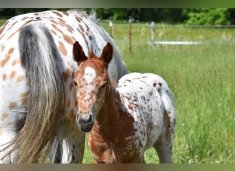 Appaloosa, Stute, Fohlen (04/2026), 154 cm, Dunkelfuchs