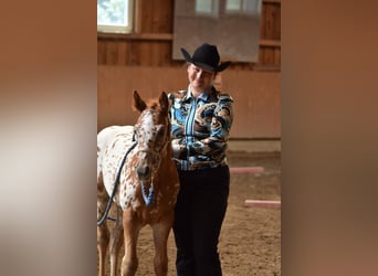 Appaloosa, Stute, Fohlen (04/2026), 154 cm, Dunkelfuchs
