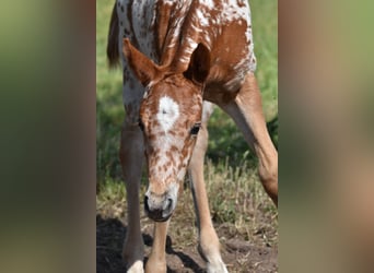 Appaloosa, Stute, Fohlen (04/2026), 154 cm, Dunkelfuchs