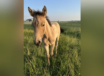 Appaloosa, Stute, , 155 cm, Buckskin
