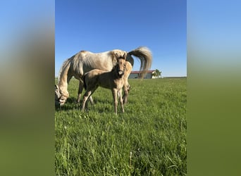 Appaloosa, Stute, , 155 cm, Buckskin