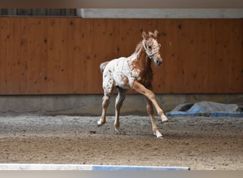 Appaloosa, Stute, Fohlen (04/2026), 155 cm, Dunkelfuchs