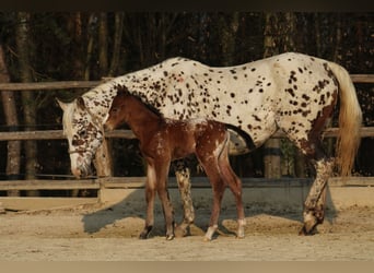 Appaloosa, Stute, Fohlen (03/2026), 155 cm, Rotbrauner