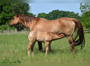 Appaloosa, Stute, Fohlen (04/2026), 155 cm