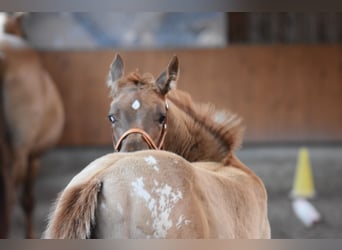 Appaloosa, Stute, Fohlen (04/2026), 155 cm