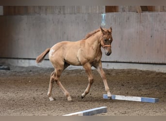Appaloosa, Stute, Fohlen (04/2026), 155 cm