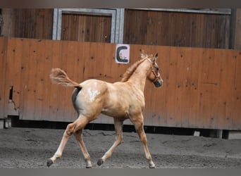 Appaloosa, Stute, Fohlen (04/2026), 155 cm