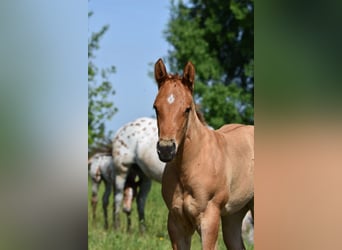 Appaloosa, Stute, Fohlen (04/2026), 155 cm