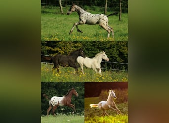 Appaloosa, Stute, Fohlen (01/2025), 158 cm, Tigerschecke