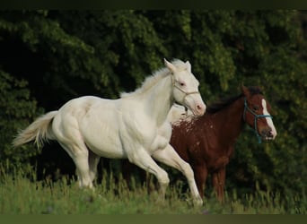 Appaloosa, Stute, Fohlen (04/2025), 158 cm