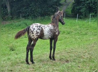 Appaloosa Mix, Stute, Fohlen (03/2023), 160 cm, Rappe