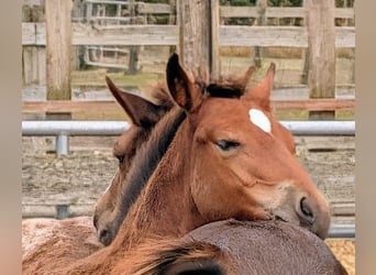 Appaloosa, Stute, Fohlen (02/2026), Brauner