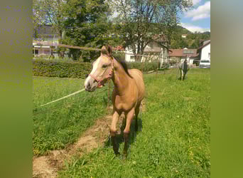 Appaloosa, Stute, Fohlen (04/2025), Buckskin