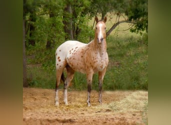 Appaloosa, Stute, Fohlen (04/2025), Buckskin