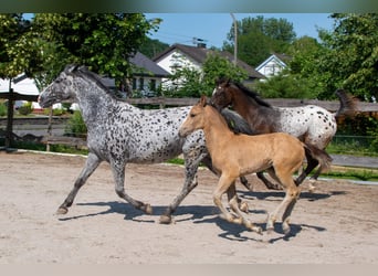 Appaloosa, Stute, Fohlen (04/2025), Buckskin