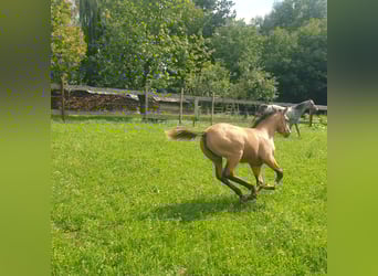 Appaloosa, Stute, Fohlen (04/2025), Buckskin