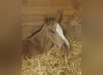 Appaloosa, Stute, Fohlen (04/2025), Buckskin