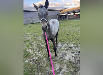 Appaloosa Mix, Stute, Fohlen (06/2025)