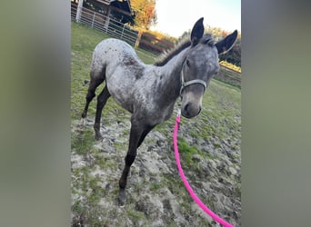 Appaloosa Mix, Stute, Fohlen (06/2025)