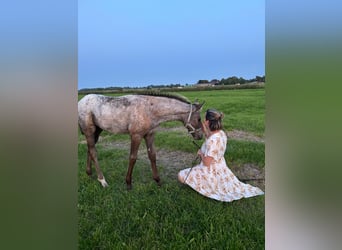 Appaloosa Mix, Stute, Fohlen (06/2025)