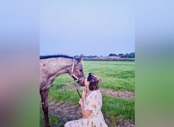 Appaloosa Mix, Stute, Fohlen (06/2025)