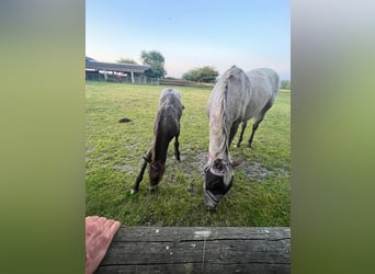 Appaloosa Mix, Stute, Fohlen (06/2025)