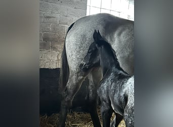 Appaloosa Mix, Stute, Fohlen (06/2025)