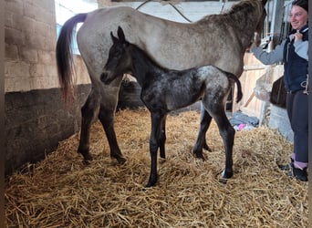 Appaloosa Mix, Stute, Fohlen (06/2025)