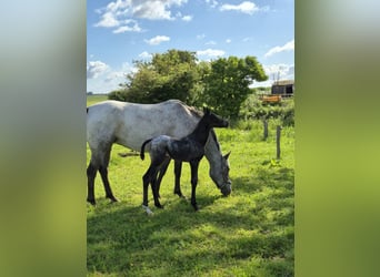 Appaloosa Mix, Stute, Fohlen (06/2025)