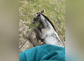 Appaloosa Mix, Stute, Fohlen (06/2025)