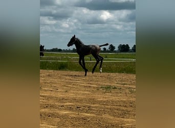 Appaloosa Mix, Stute, Fohlen (06/2025)