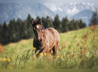 Appaloosa, Stute, Fohlen (04/2024), Rappe