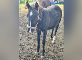 Appaloosa Mix, Stute, Fohlen (05/2023), Rappe