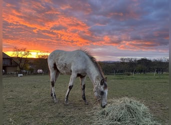 Appaloosa, Stute, Fohlen (05/2023), Rotbrauner