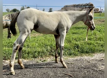 Appaloosa, Stute, Fohlen (05/2023), Rotbrauner