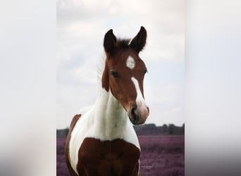 Appaloosa Mix, Stute, , Schecke