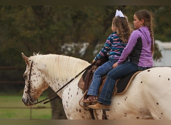 Appaloosa, Valack, 10 år, 155 cm, Fux
