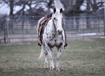 Appaloosa Blandning, Valack, 11 år, 145 cm, Leopard-Piebald