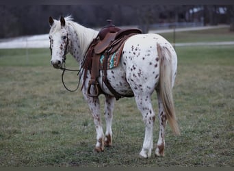 Appaloosa Blandning, Valack, 11 år, 145 cm, Leopard-Piebald