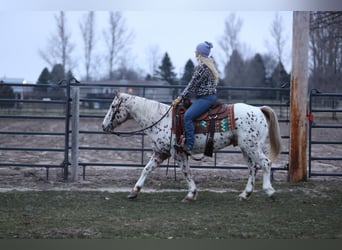 Appaloosa Blandning, Valack, 11 år, 145 cm, Leopard-Piebald