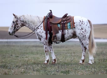 Appaloosa Blandning, Valack, 11 år, 145 cm, Leopard-Piebald