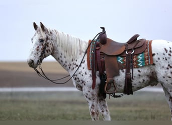 Appaloosa Blandning, Valack, 11 år, 145 cm, Leopard-Piebald