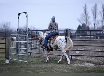 Appaloosa Blandning, Valack, 11 år, 145 cm, Leopard-Piebald