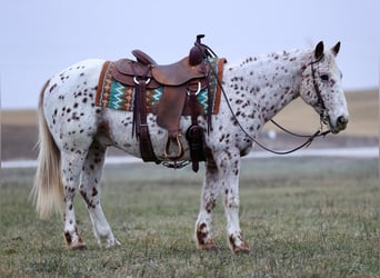 Appaloosa Blandning, Valack, 11 år, 145 cm, Leopard-Piebald