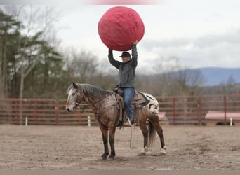 Appaloosa, Valack, 11 år, 147 cm