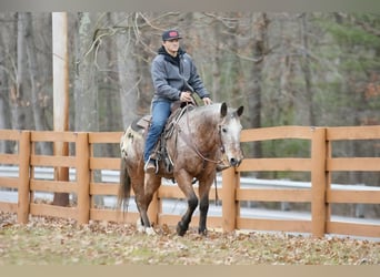 Appaloosa, Valack, 11 år, 147 cm