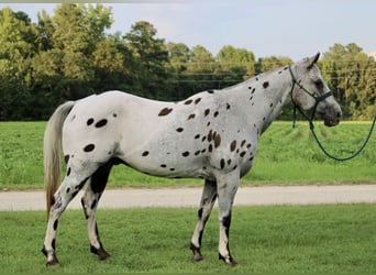 Appaloosa, Valack, 12 år, 147 cm