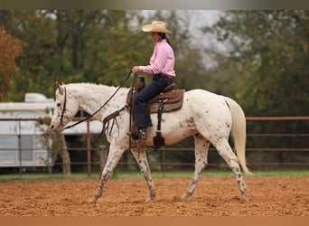 Appaloosa, Valack, 15 år, 160 cm