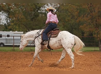 Appaloosa, Valack, 15 år, 160 cm